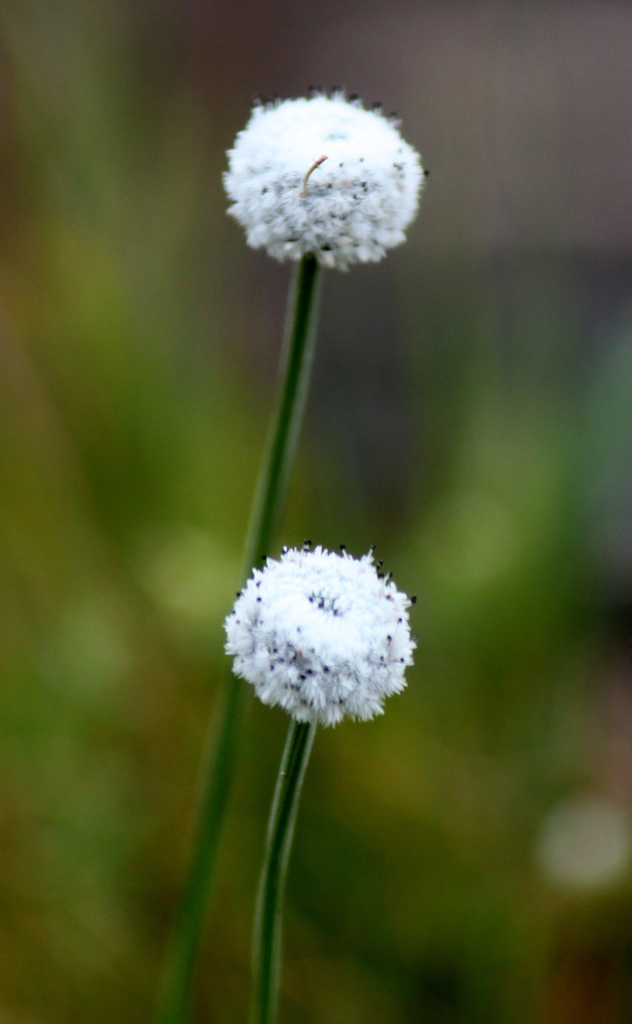 Eriocaulon tuberiferum