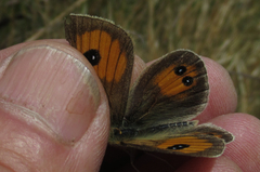 Argyrophenga janitae