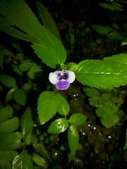 Torenia bicolor
