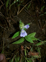 Rungia repens