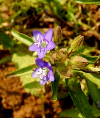 Hydrolea zeylanica