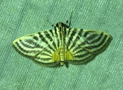 Dichocrocis