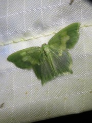 Idiochlora xanthochlora