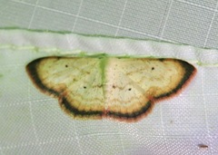 Scopula usticinctaria