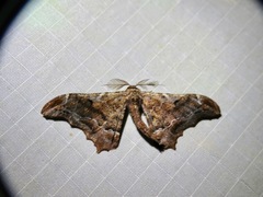 Hyposidra violescens