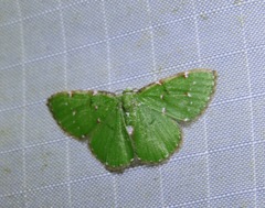 Argyrocosma inductaria