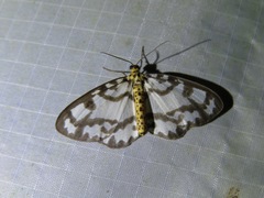 Abraxas intervacuata