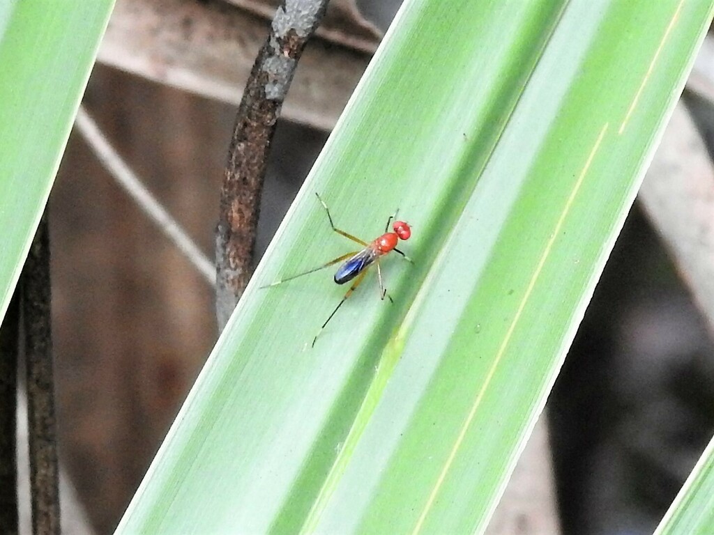 Grallipeza nebulosa from High Ridge Scrub Natural Area 7300 High Ridge ...