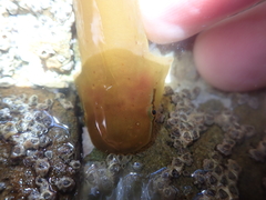 Haplocylix littoreus