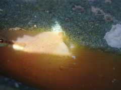 Haplocylix littoreus