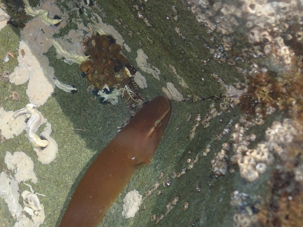 Giant Clingfish