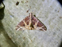 Ecliptopera rectilinea