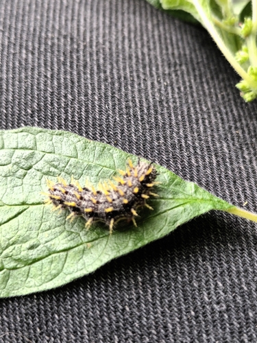 Šarenci (Nymphalidae)