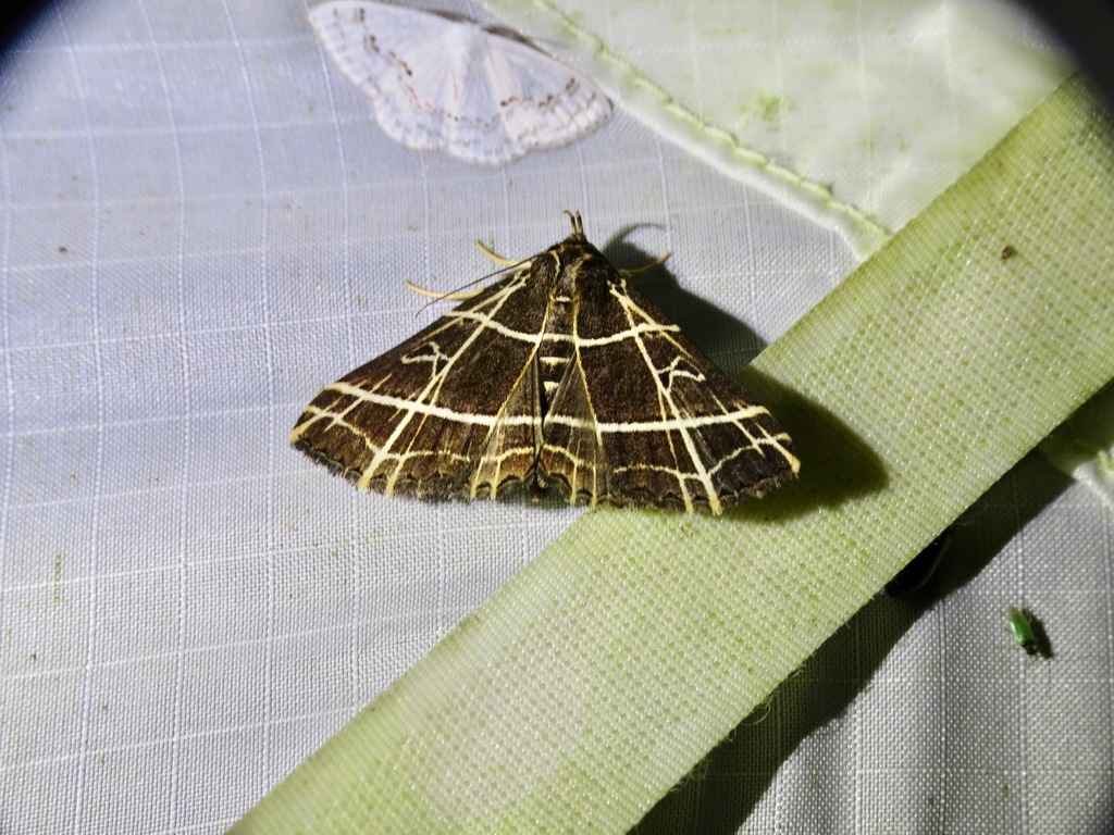 Bertula crucialis