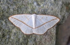 Lomographa luciferata