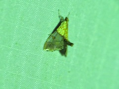 Agrotera