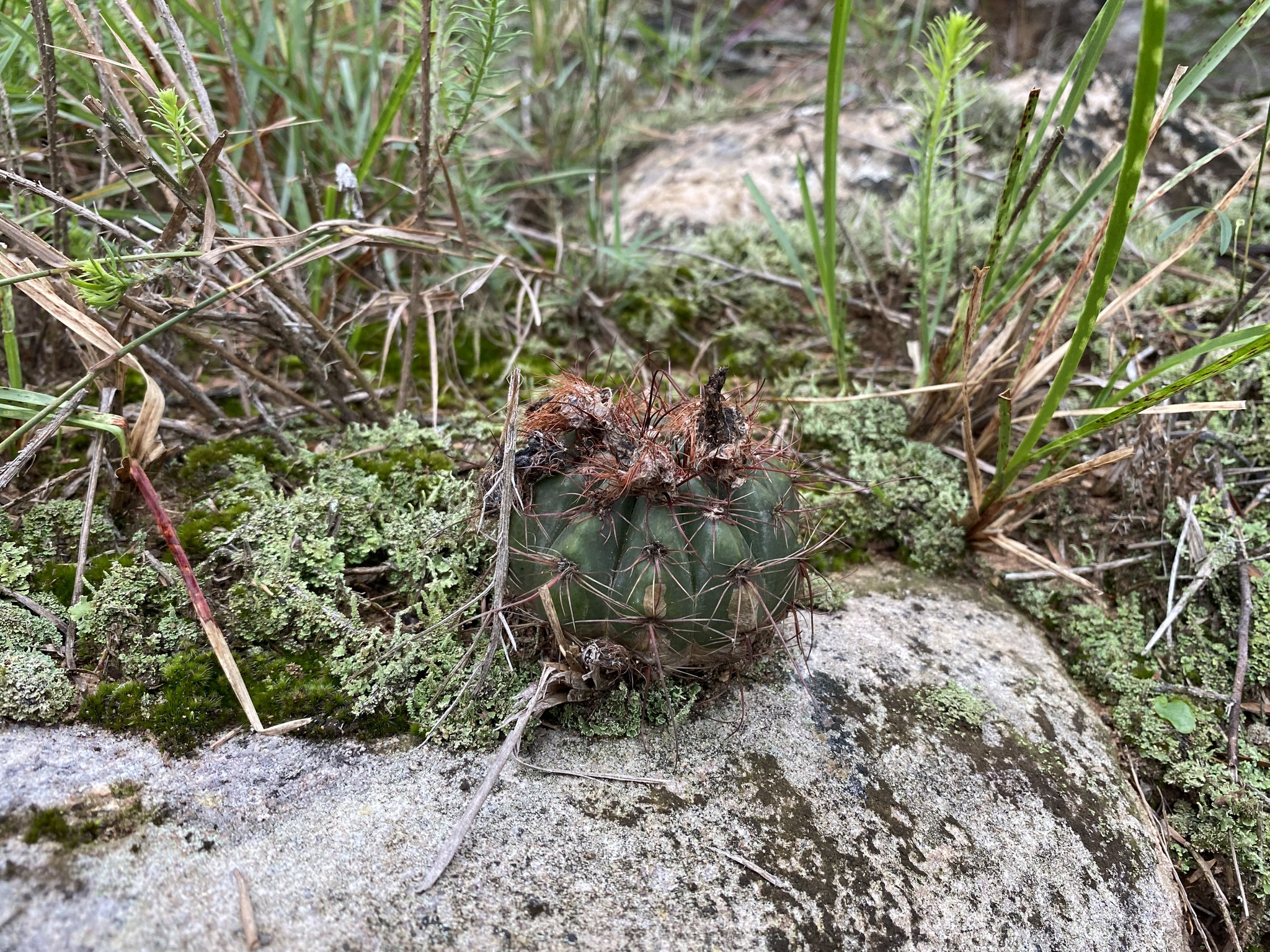 Parodia ibicuiensis