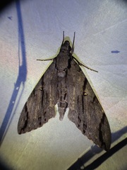 Cerberonoton rubescens