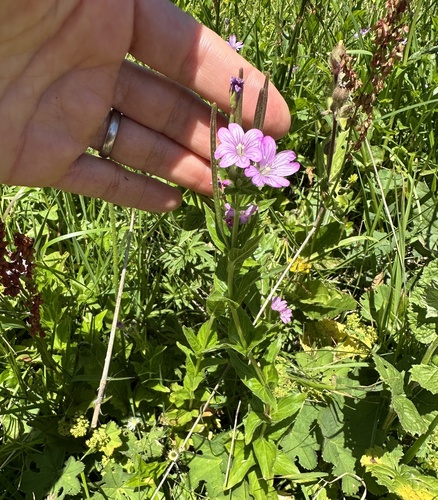 Epilobium alpestre (Epilobium alpestre)