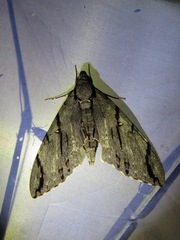 Cerberonoton rubescens