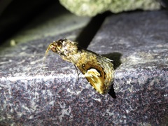 Pseudosphetta fissisigna