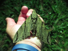 Cerberonoton rubescens