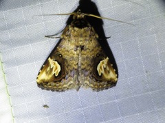 Pseudosphetta fissisigna