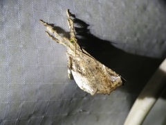 Masca abactalis