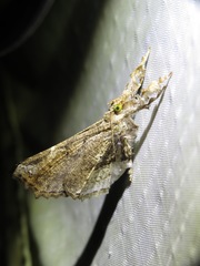 Masca abactalis