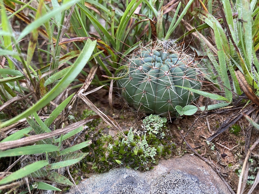 Parodia ibicuiensis