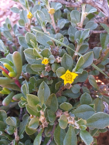 Image of Aizoon karooicum by (c) kevin koen, some rights reserved (CC BY-SA)