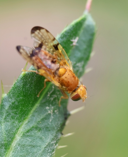 Xyphosia miliaria nuotrauka