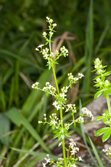 Galium mollugo