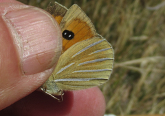 Argyrophenga janitae