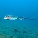 Common Eagle Ray - Photo (c) Luis P. B., some rights reserved (CC BY-NC), uploaded by Luis P. B.