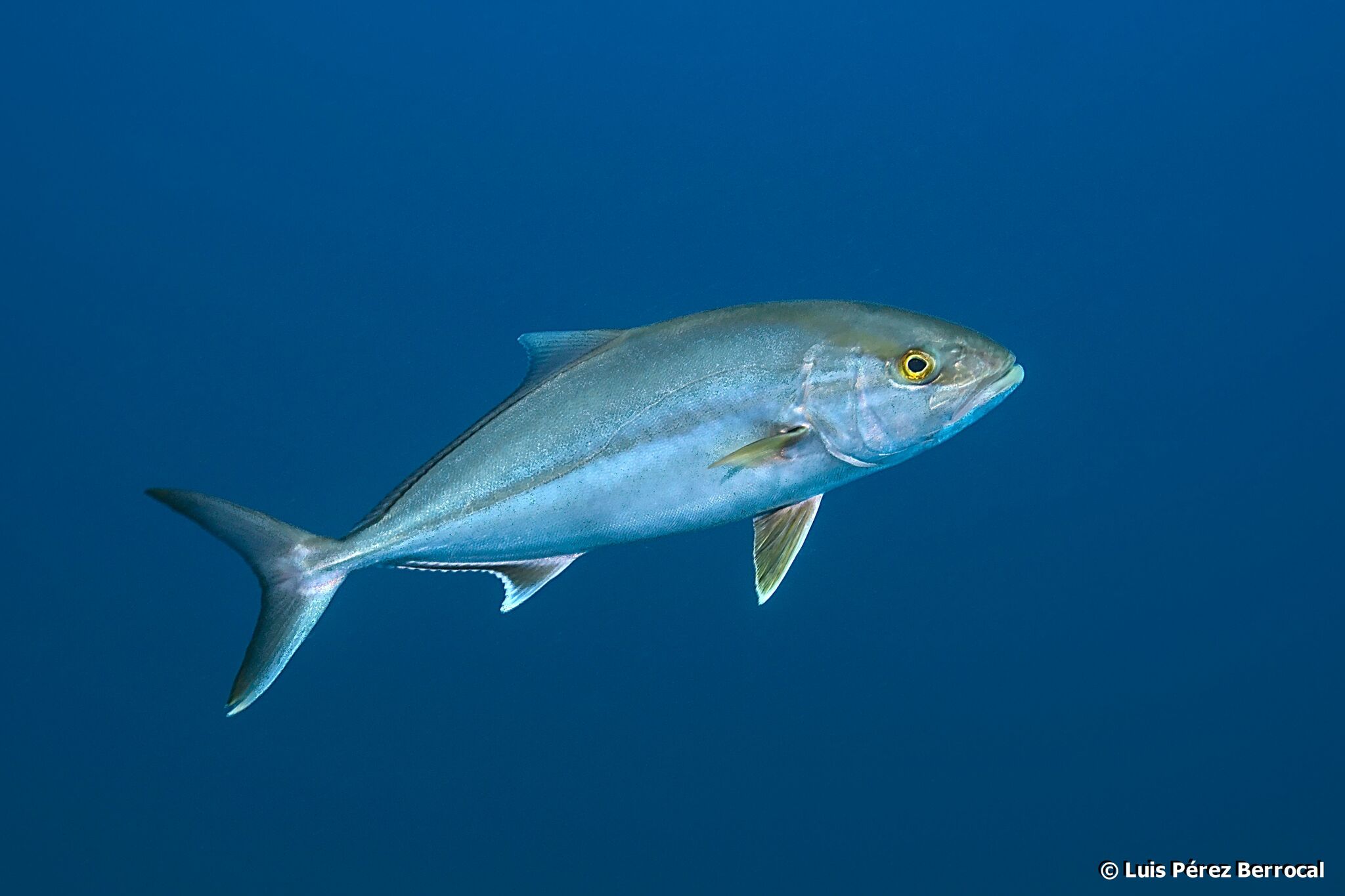 Greater Amberjack photo