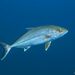 Greater Amberjack - Photo (c) Luis P. B., some rights reserved (CC BY-NC), uploaded by Luis P. B.