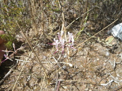 Pelargonium ternifolium