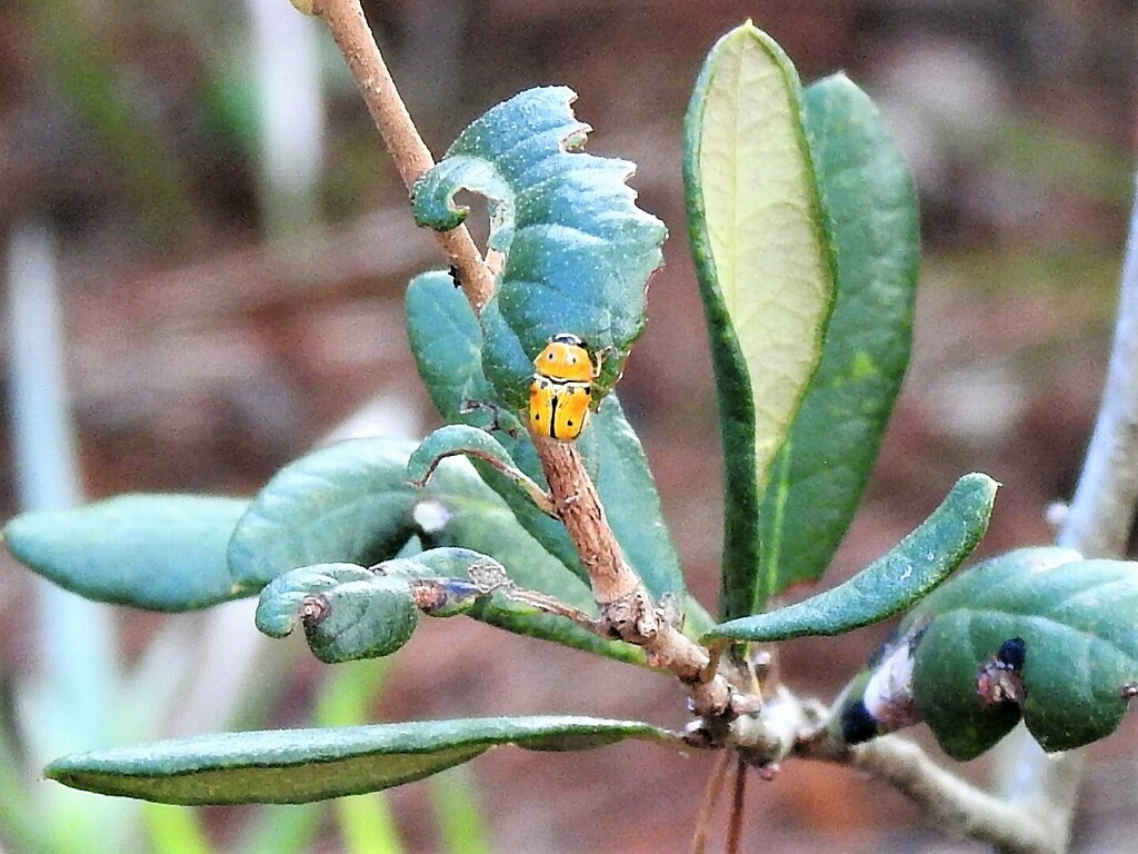Griburius larvatus from High Ridge Scrub Natural Area 7300 High Ridge ...