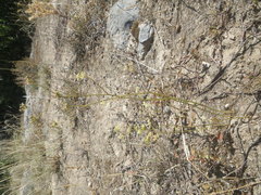 Lichtensteinia obscura
