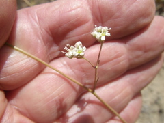 Lichtensteinia obscura