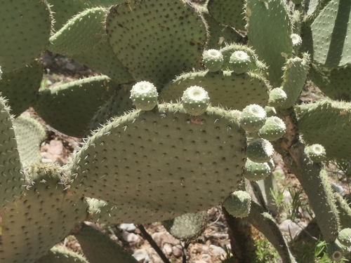 Image of Opuntia leucotricha by (c) M. Socorro González Elizondo, some rights reserved (CC BY-SA)