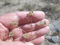 Lichtensteinia obscura