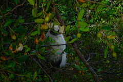 Asio madagascariensis