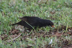 Turdus merula cabrerae