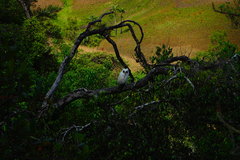 Asio madagascariensis