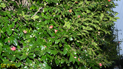 Camellia japonica