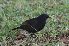 Turdus merula cabrerae