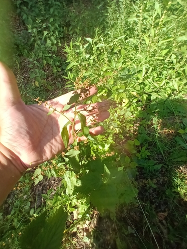 štiav krvavý (Rumex sanguineus)