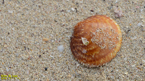 Glycymeris aspersa